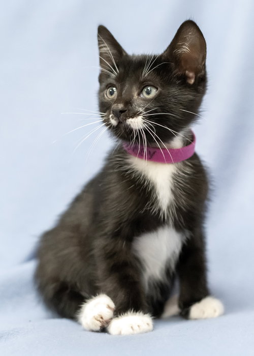 Bobby, an adoptable Tuxedo in Buford, GA