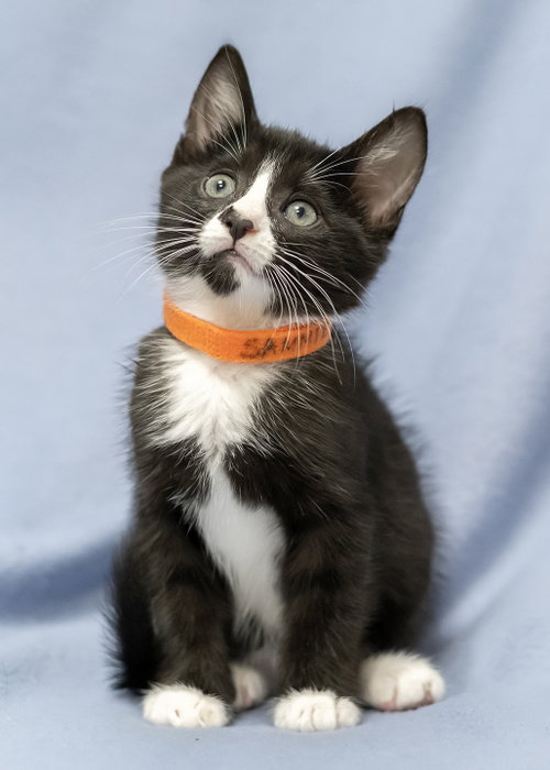 Sammie, an adoptable Tuxedo in Buford, GA