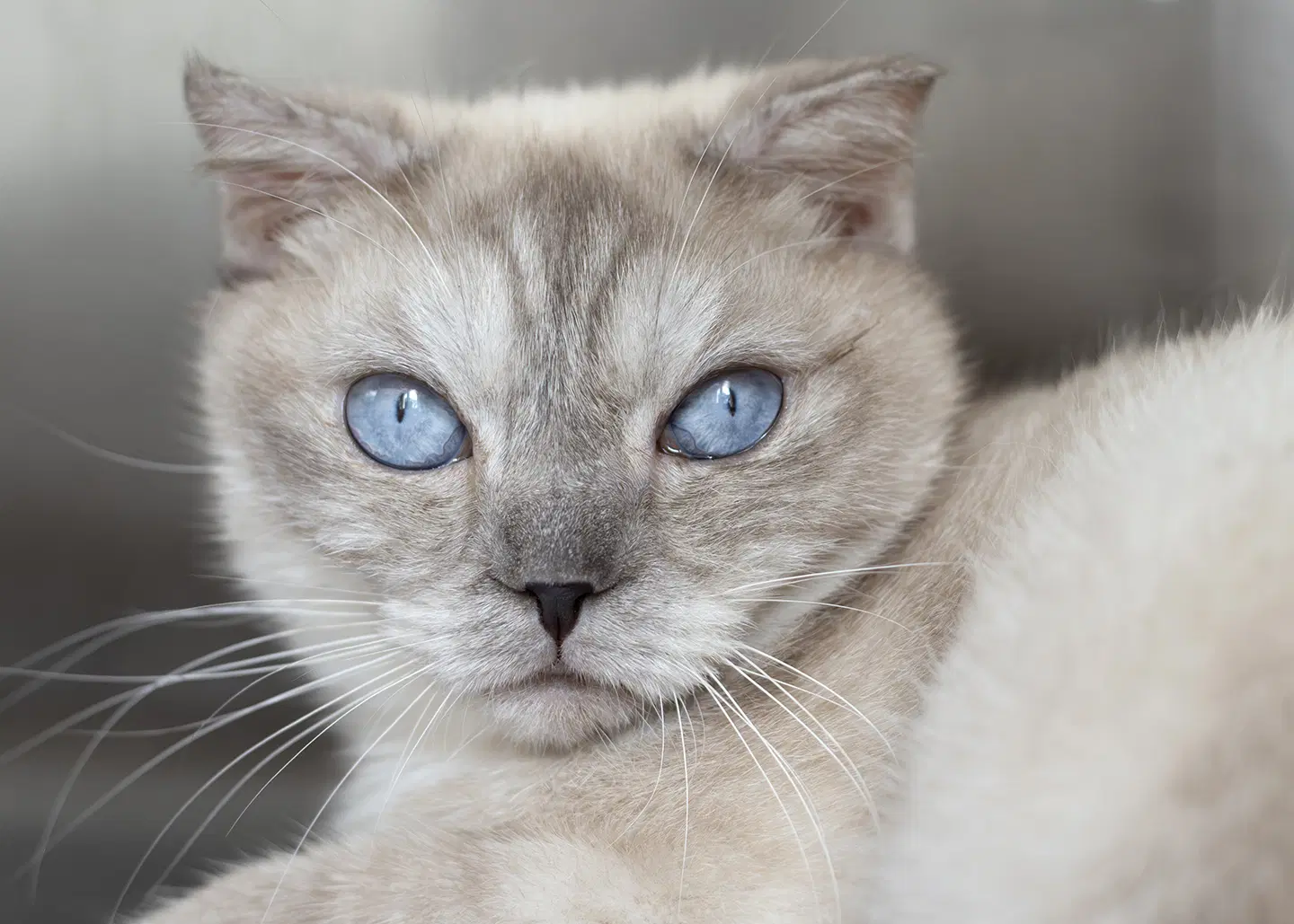 Huck - Scottish Fold