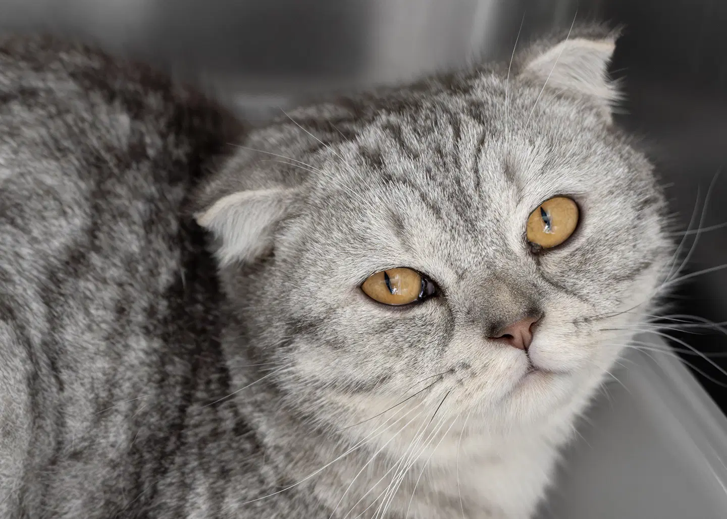 Finn - Scottish Fold