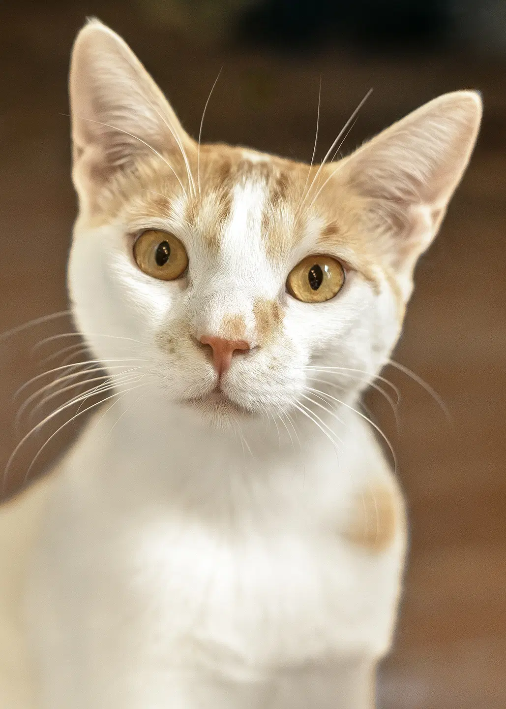 Prince Qr - Domestic Short Hair