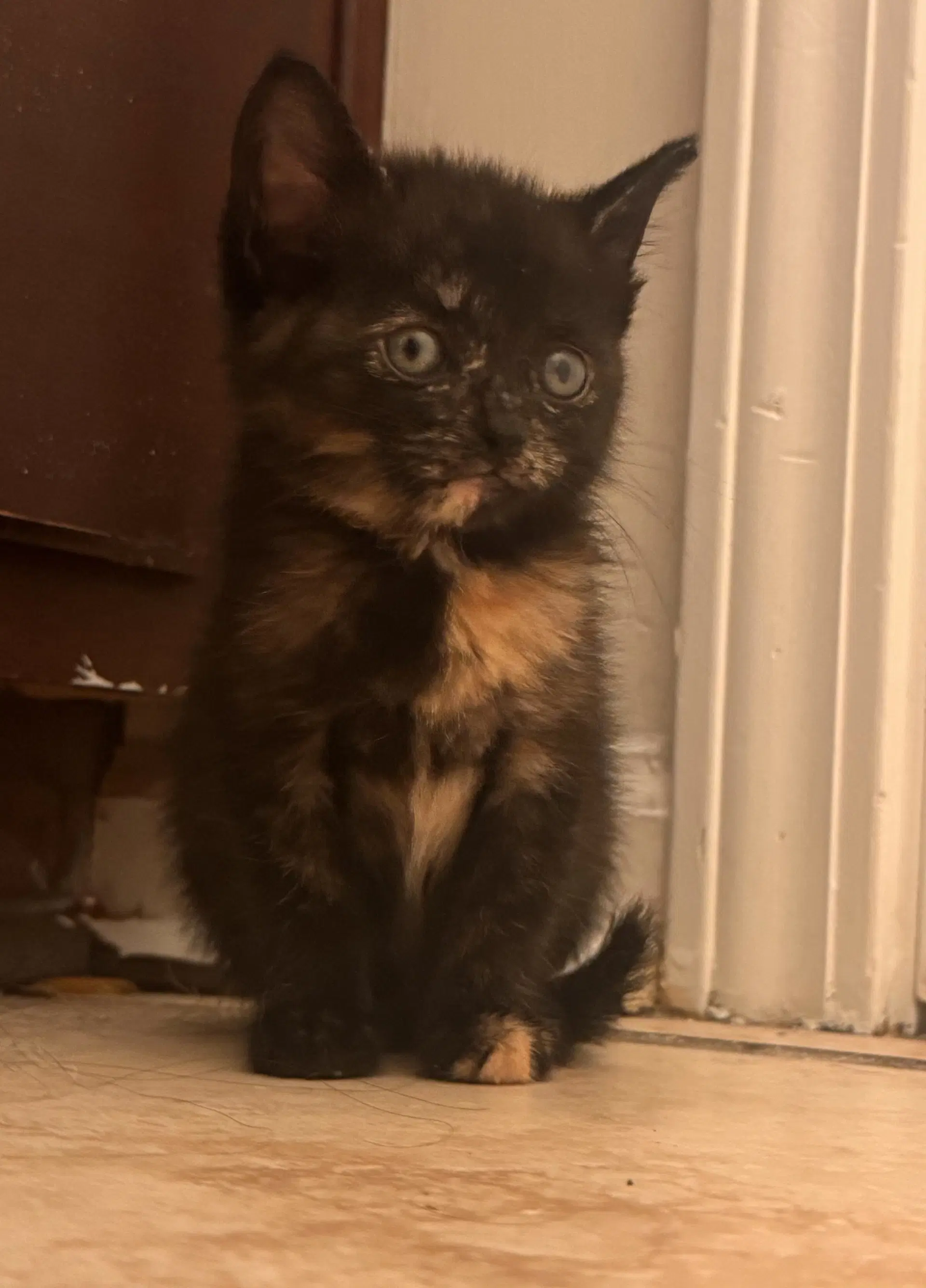 Keelie - Tortoiseshell