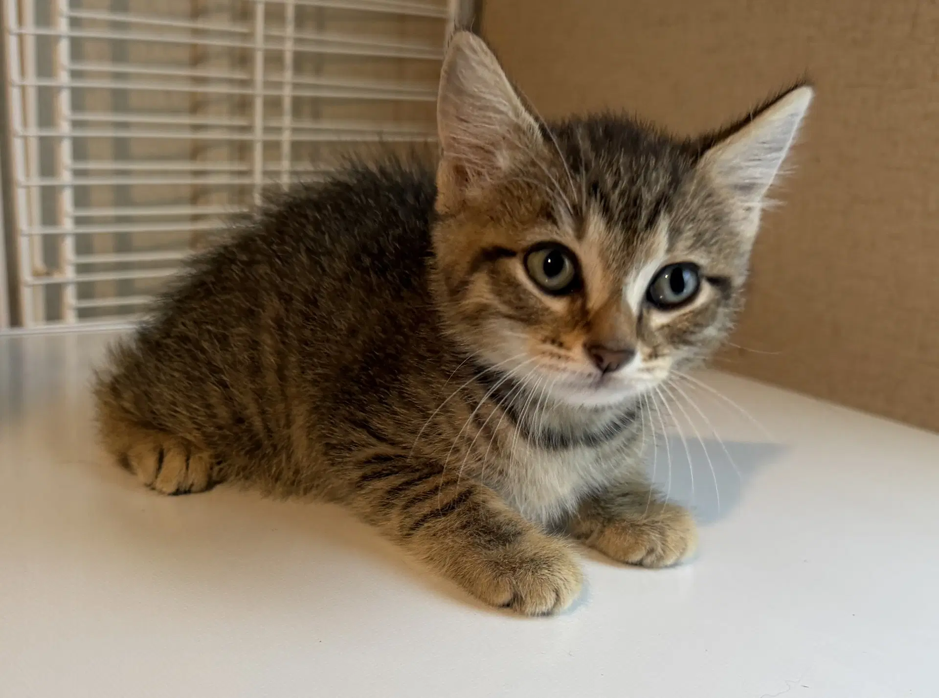 Nika - Tabby