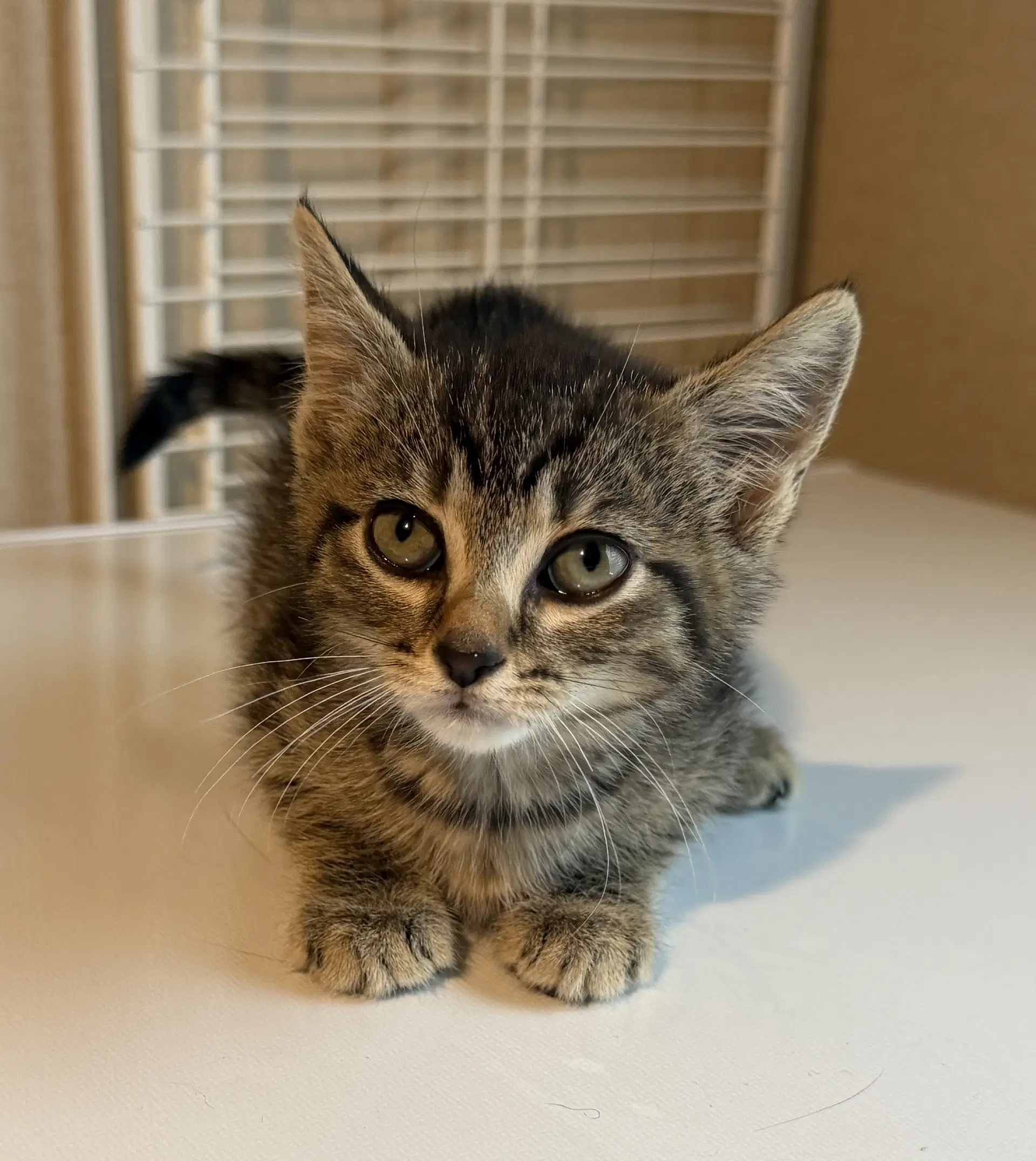 Nori - Tabby