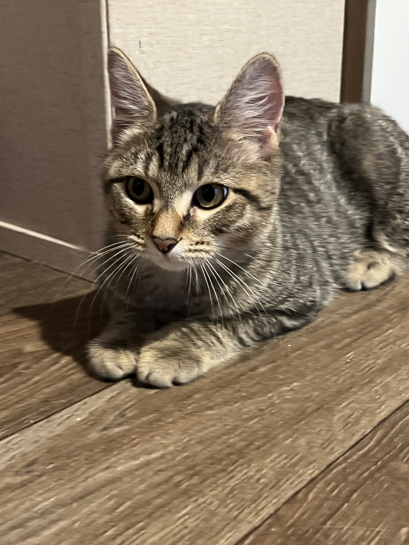 Nori
