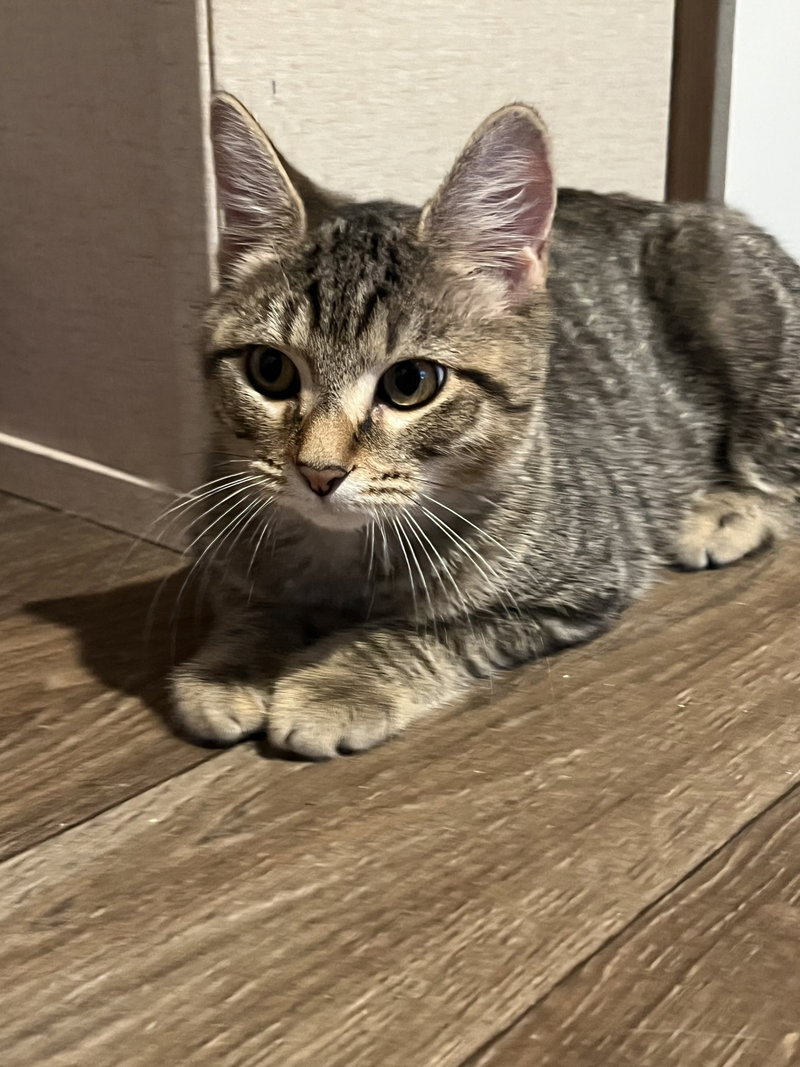 Nori, a female Tabby kitten up for adoption