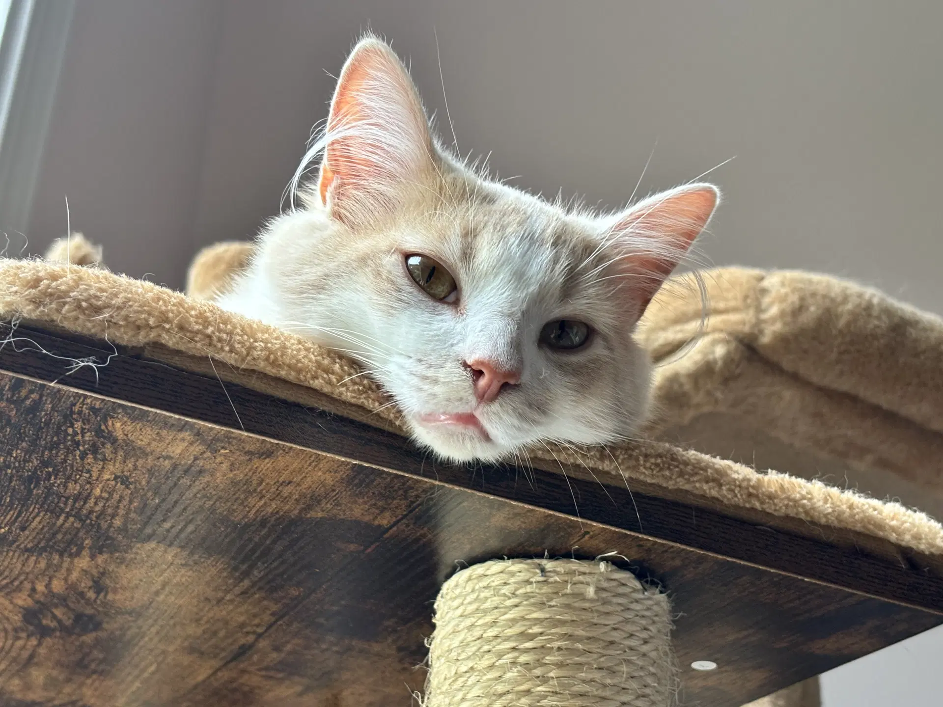 Creamsicle - Domestic Short Hair