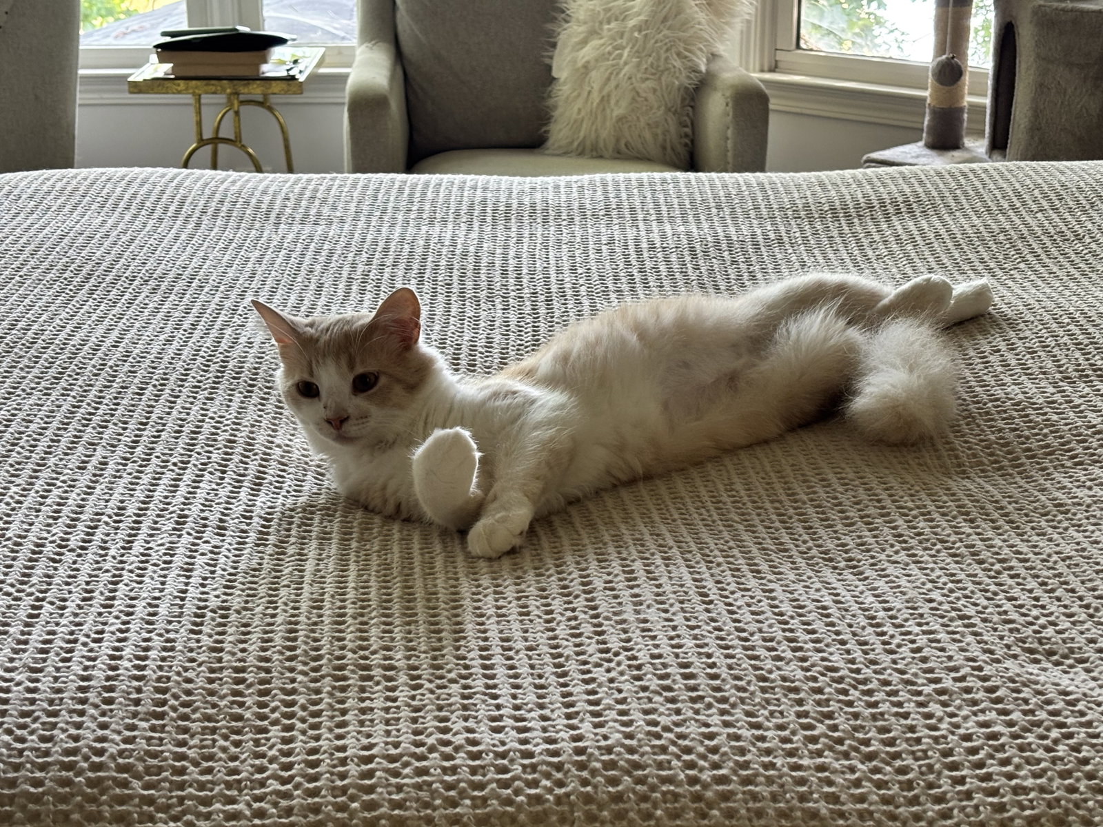 Creamsicle, photo 2