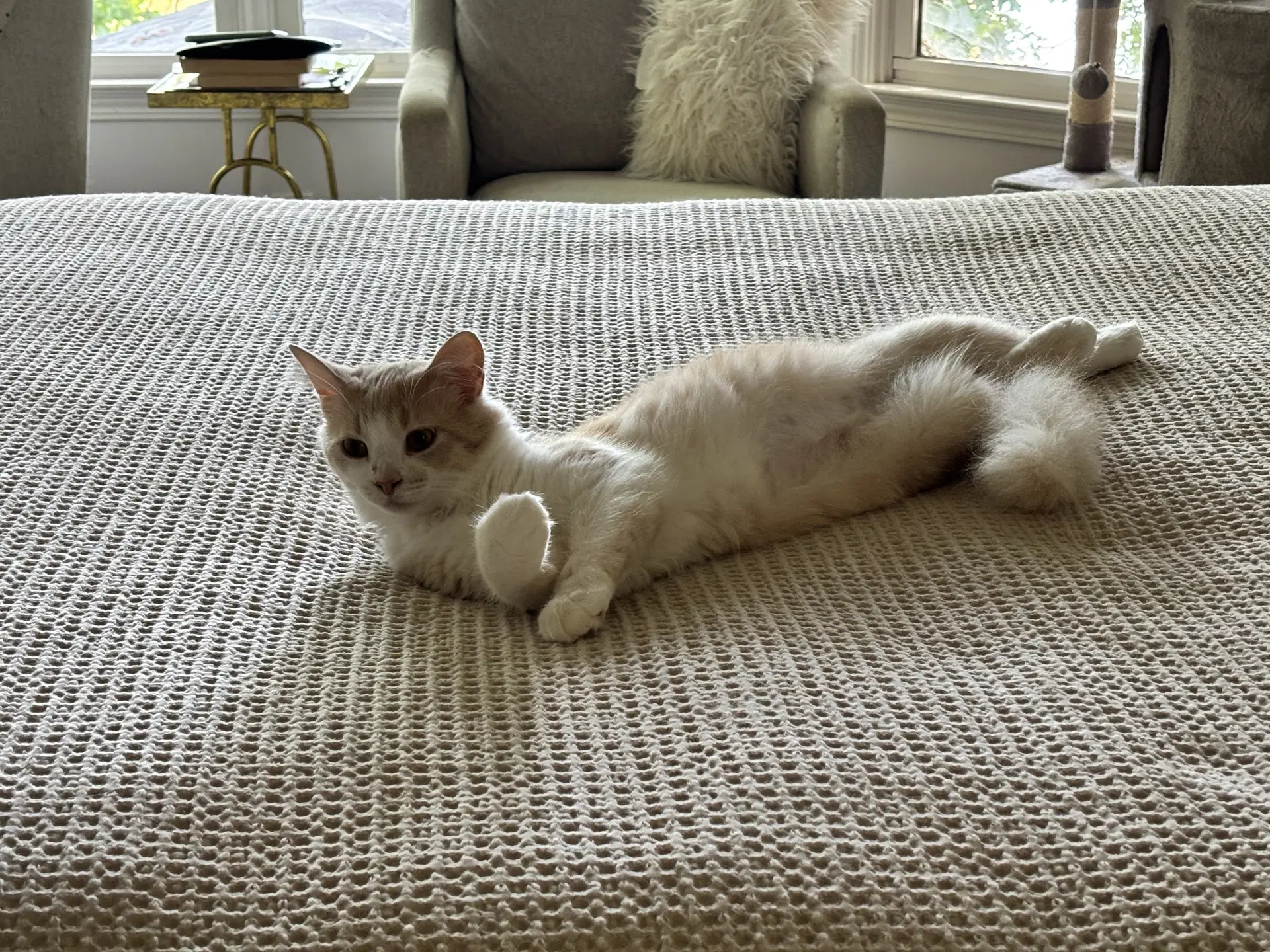 Creamsicle image 2