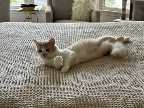 Photo 2 of Creamsicle