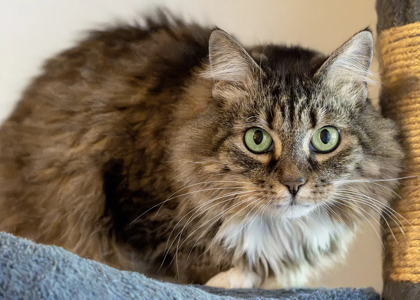 Arya - Maine Coon