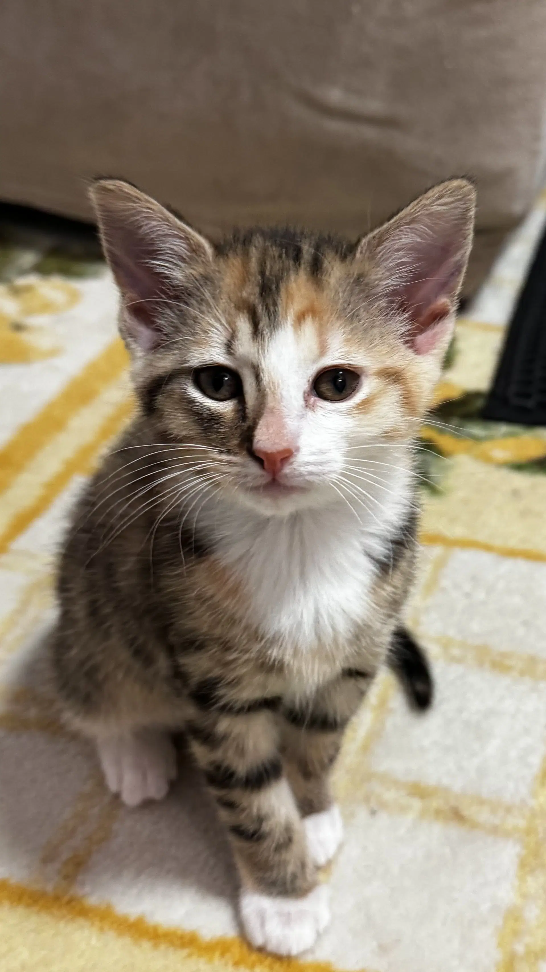 Purrington - Tabby