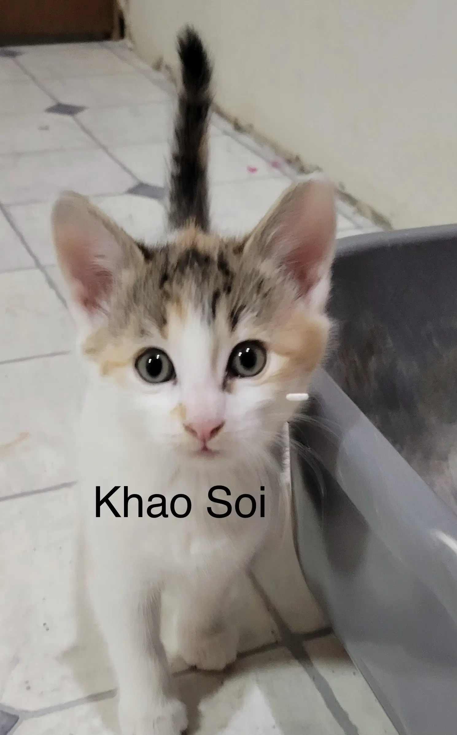 Khao Soi - Domestic Short Hair