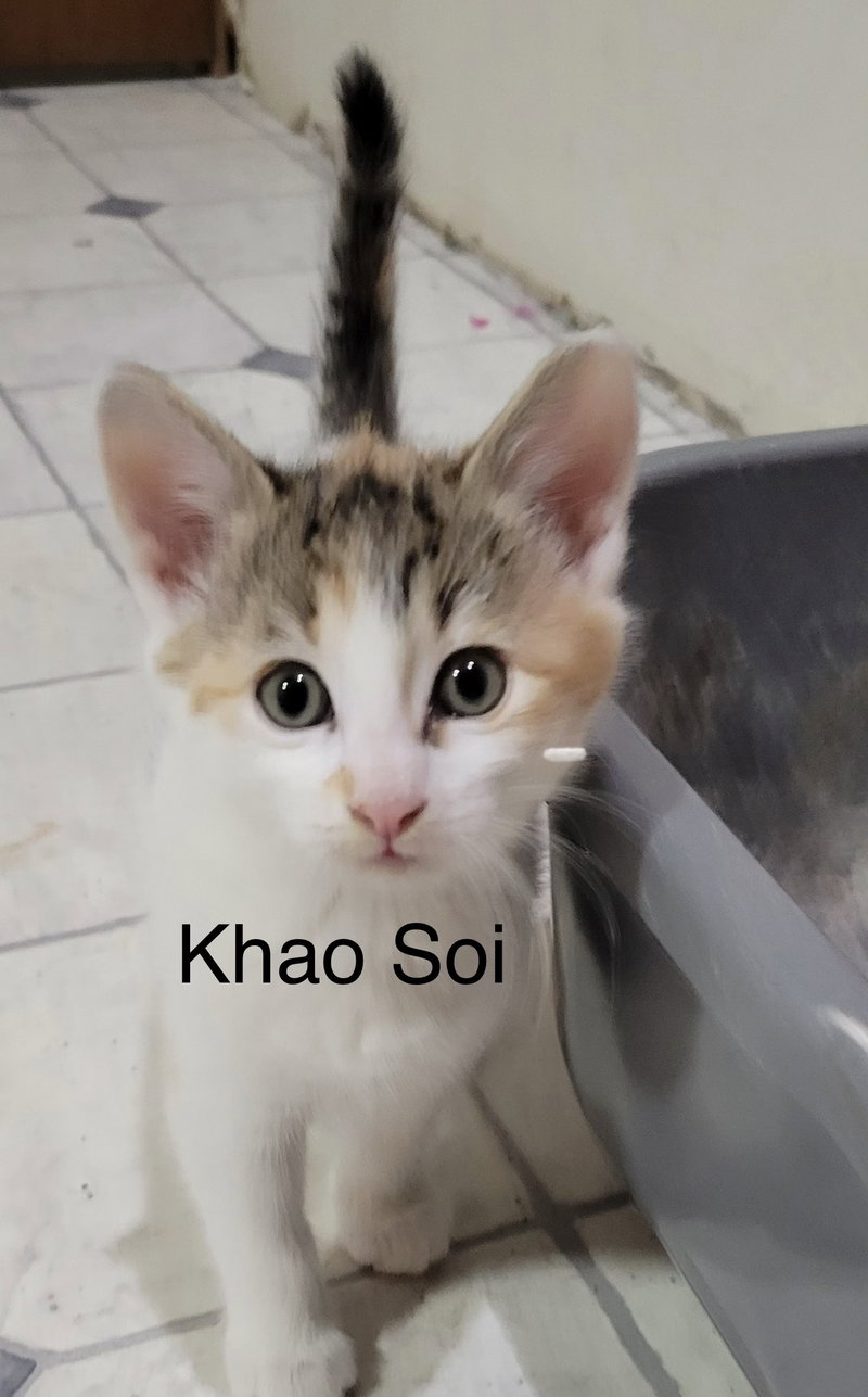 Khao Soi, photo 6