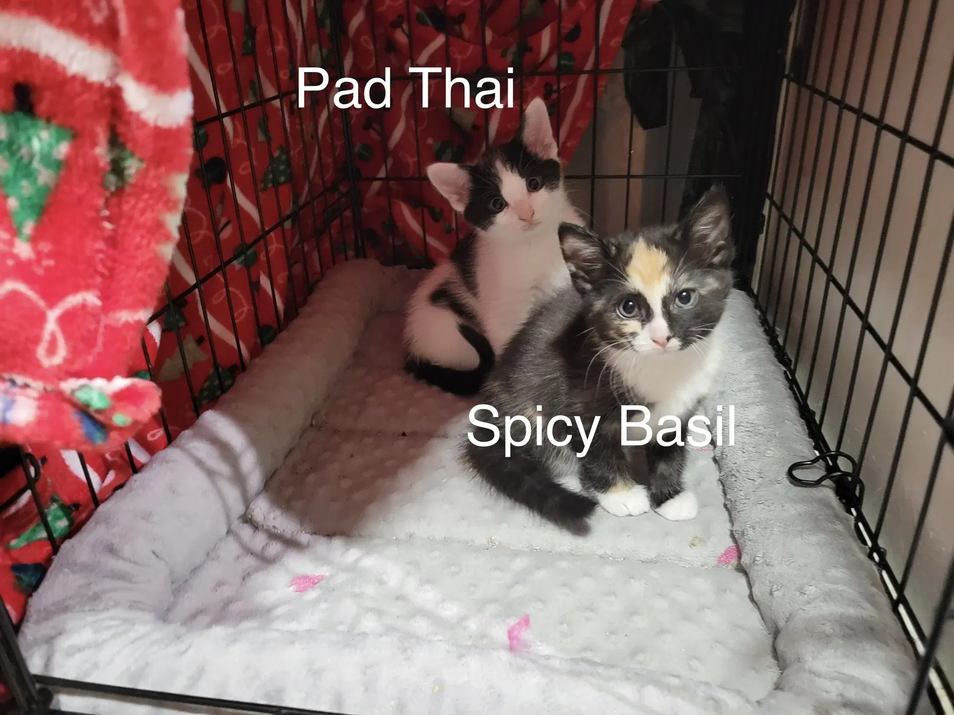 Pad Thai image 2