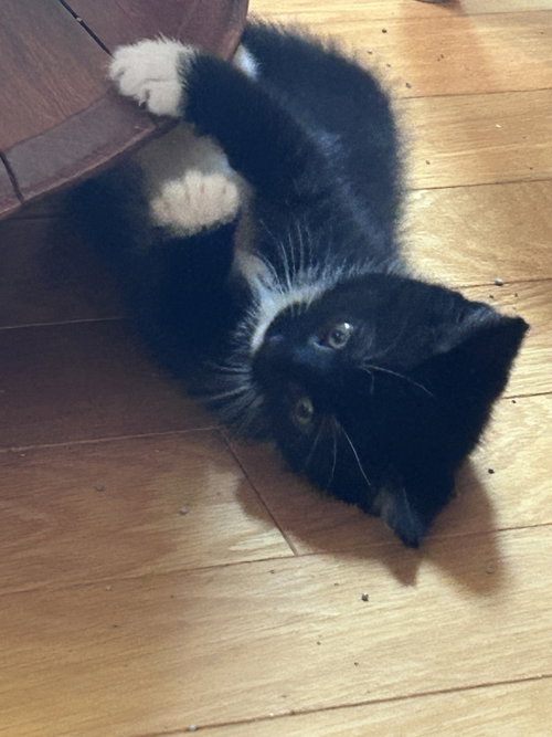 Waylon