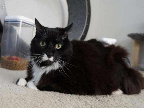 Edgar, a cat for adoption from CatRangers