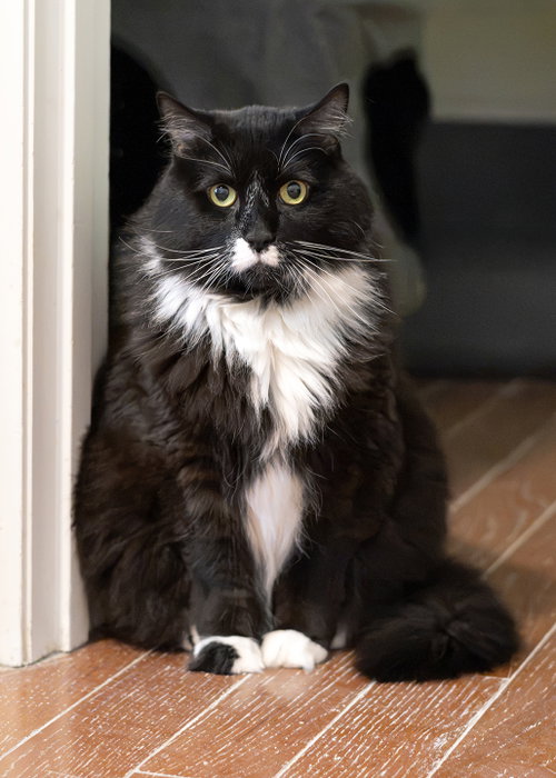 Edgar, Tuxedo / Domestic Medium Hair / Mixed (medium coat)