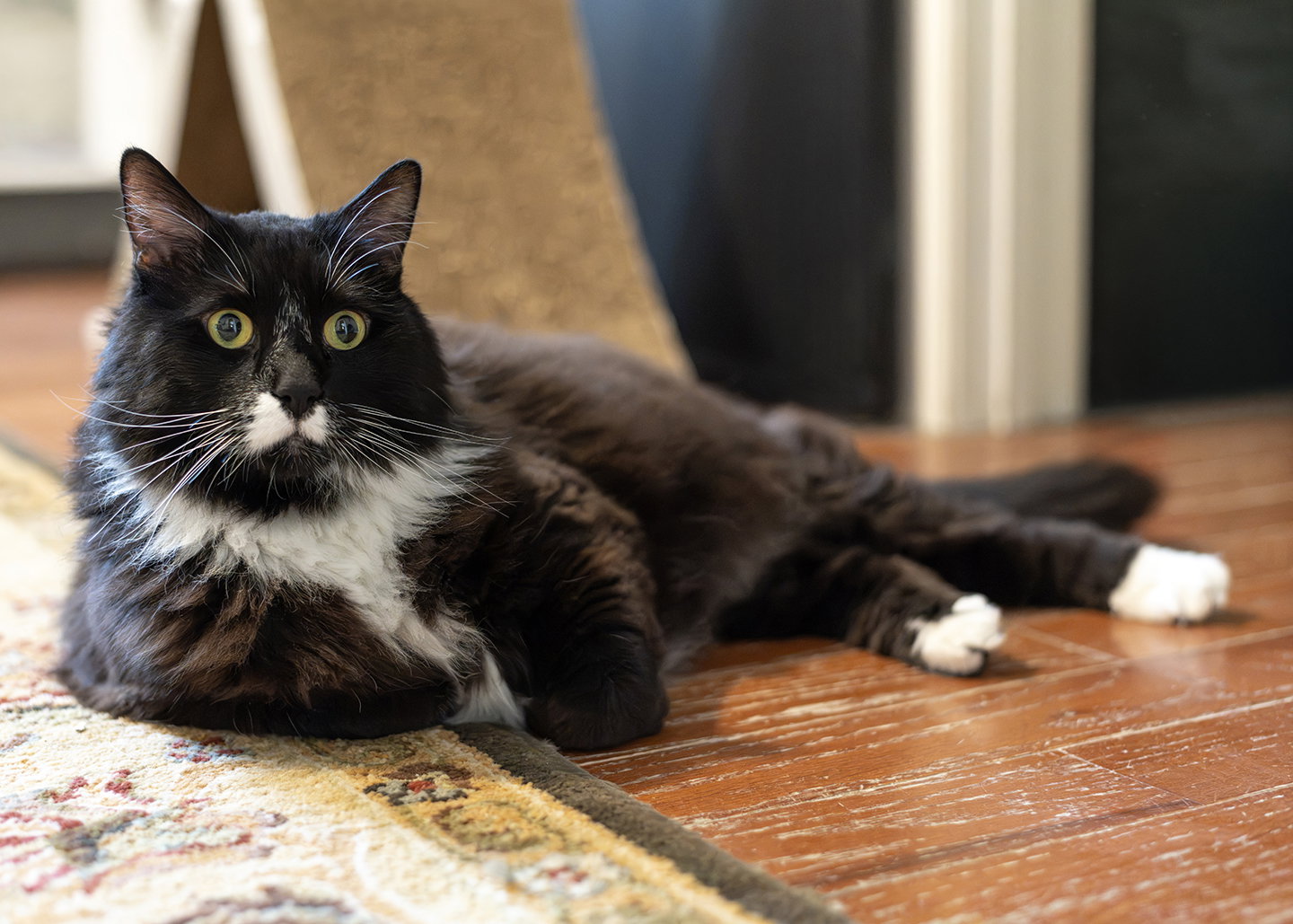 Edgar, photo 4