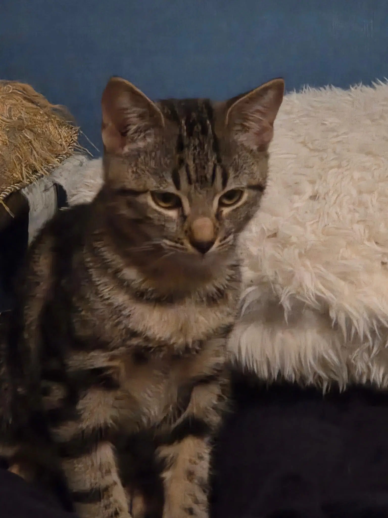 Solo - Tabby