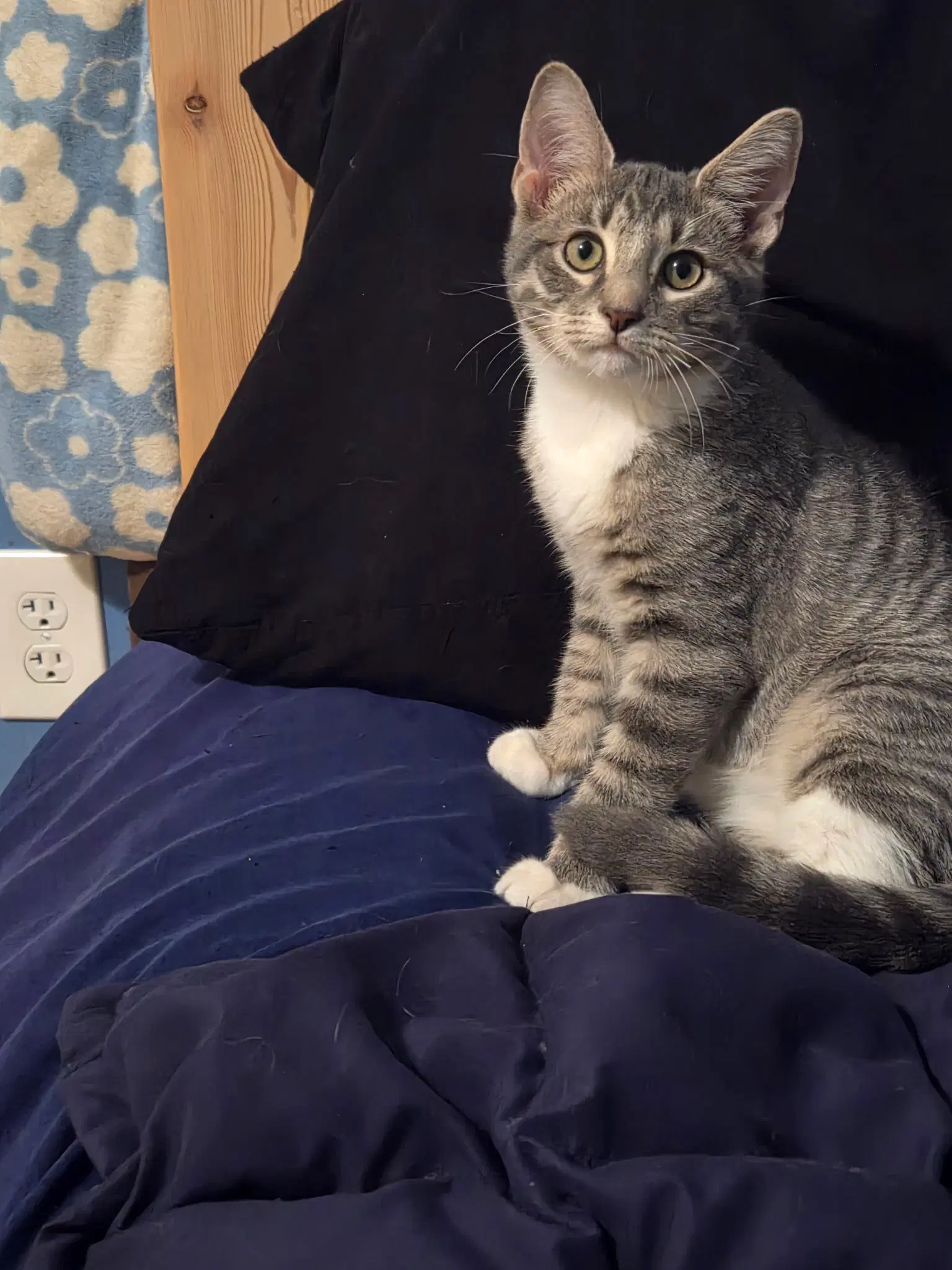 Chrome - Tabby