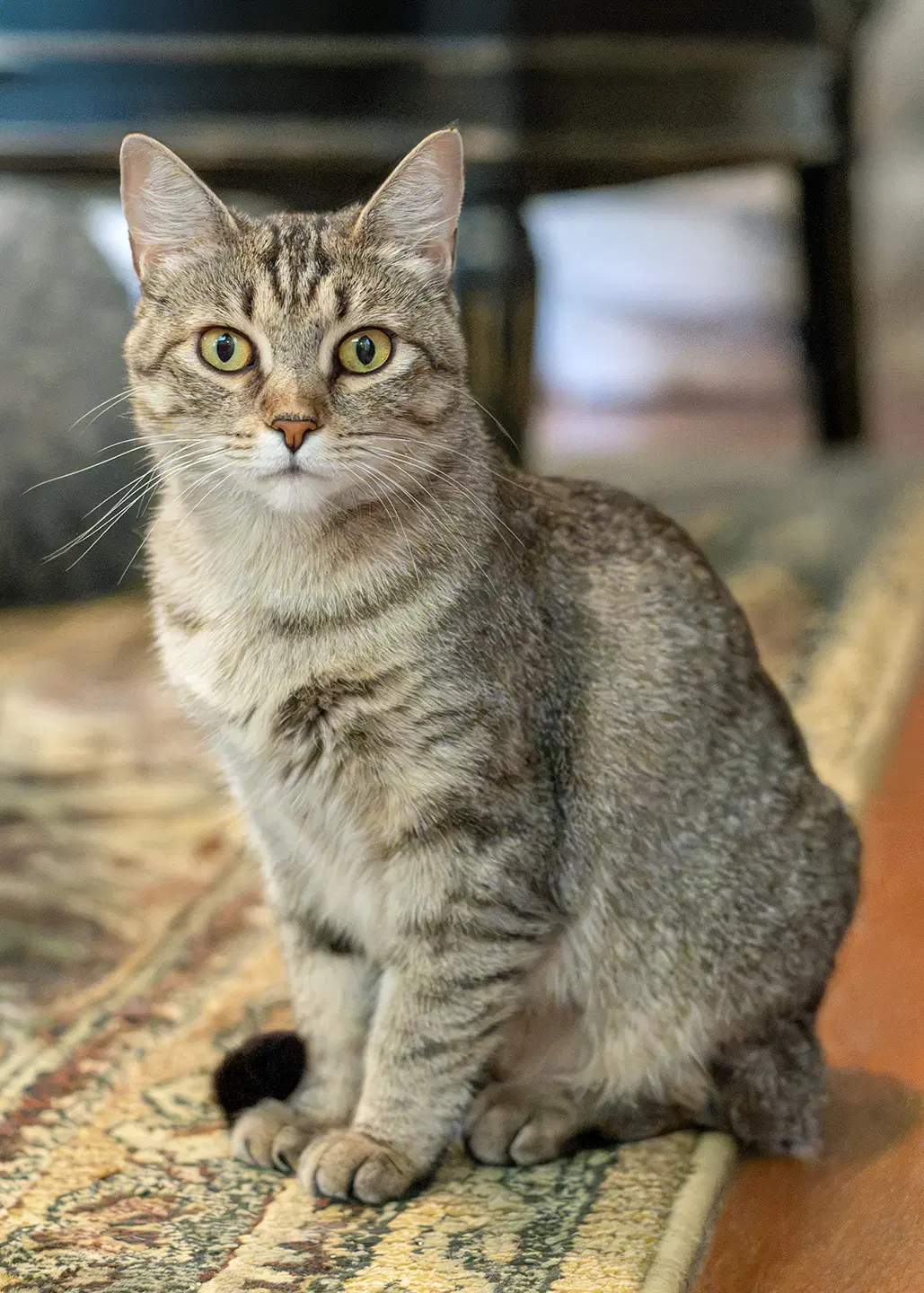 Ursula - Tabby