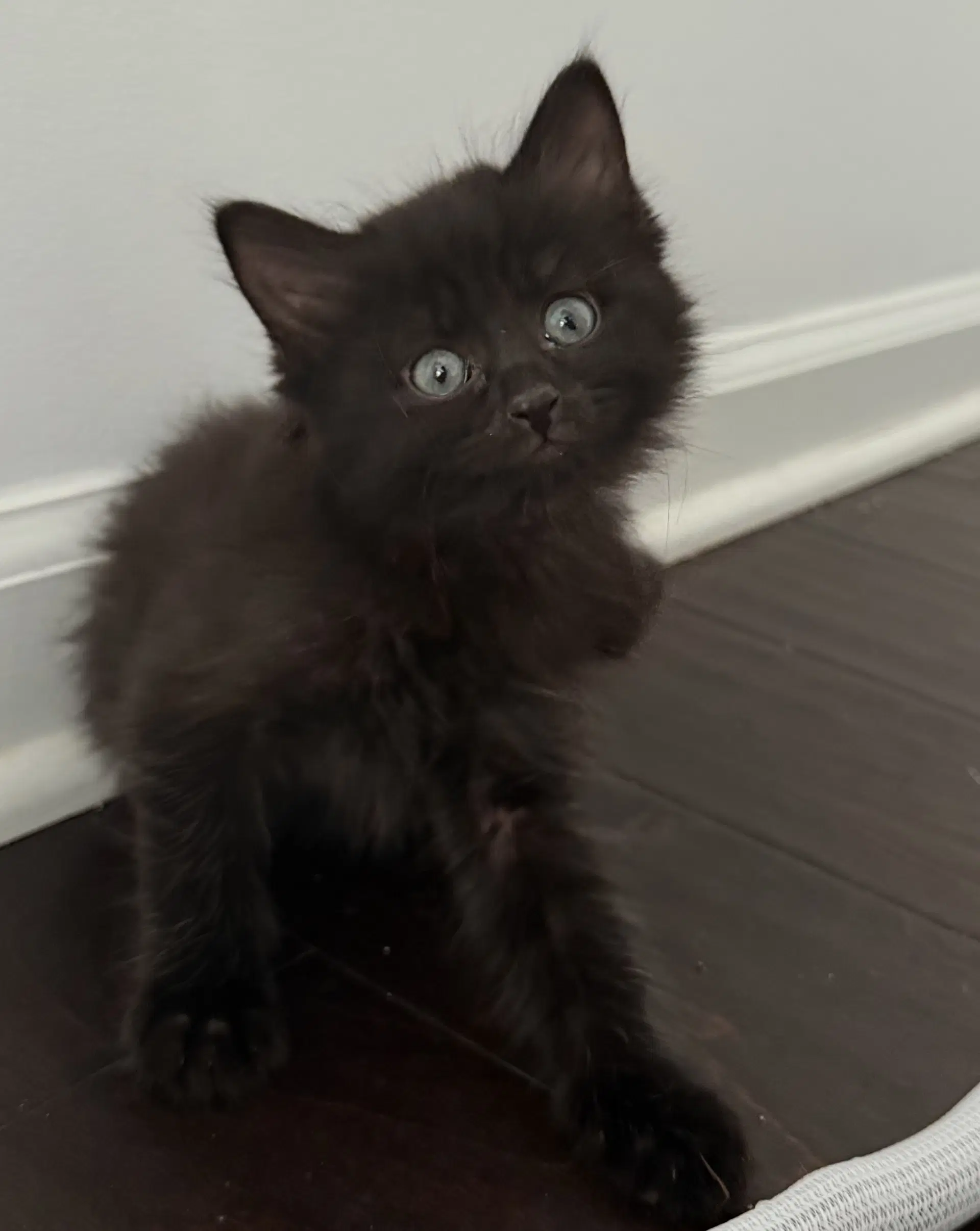 Sabel - Domestic Long Hair