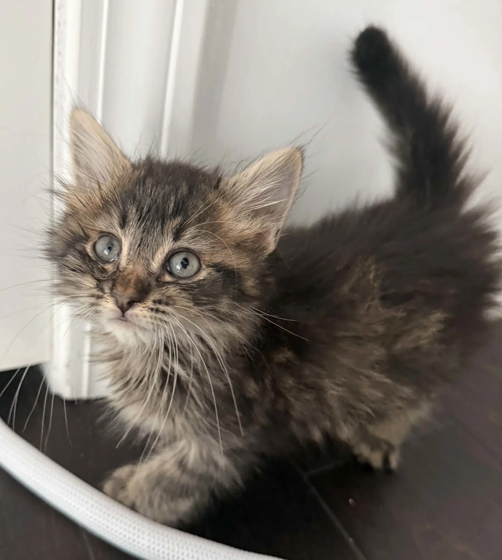 Simbo - Domestic Long Hair