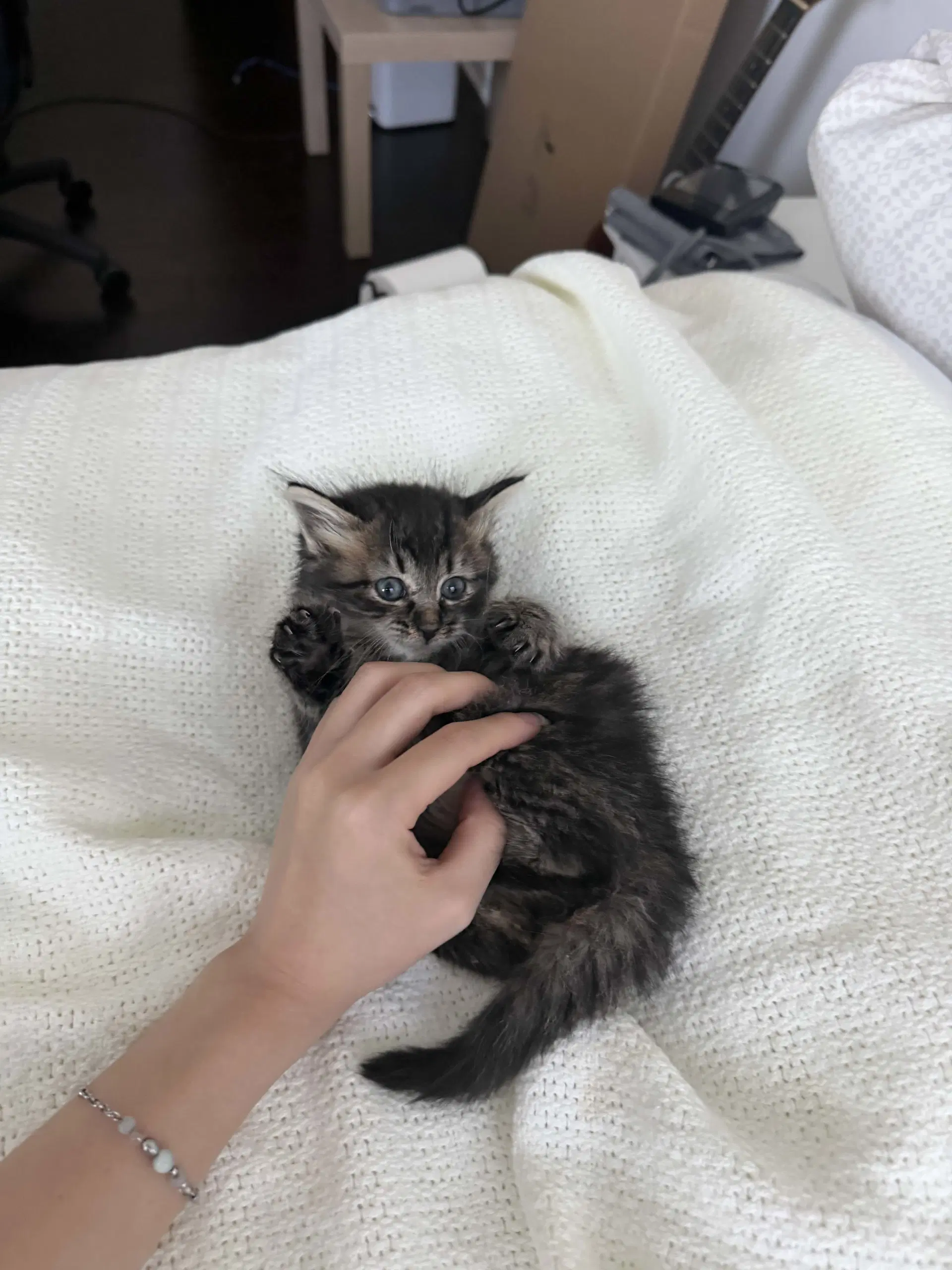Sophio - Domestic Long Hair