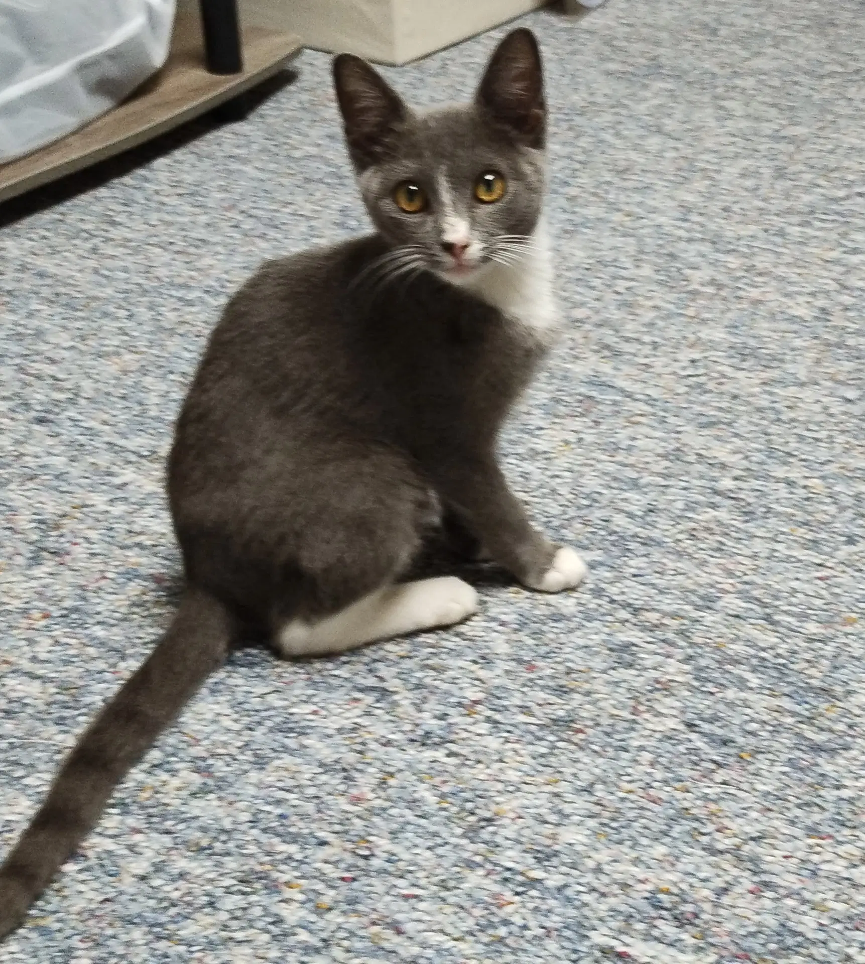 Simon - Domestic Short Hair