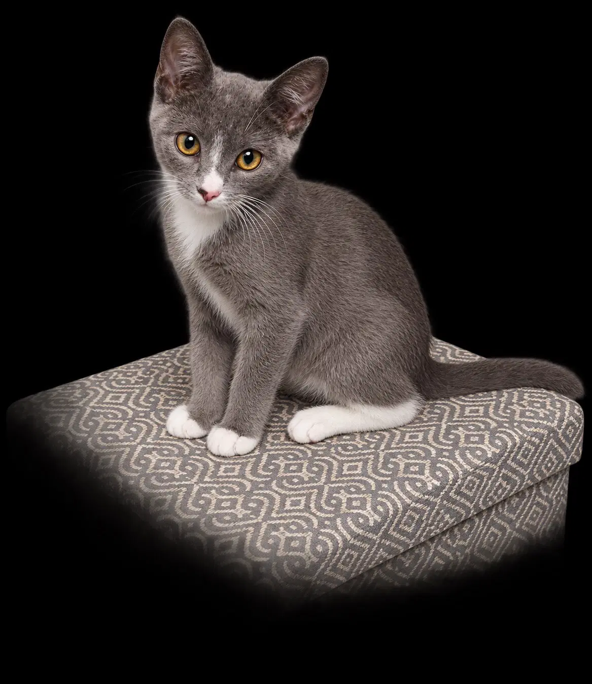 Simon image 2