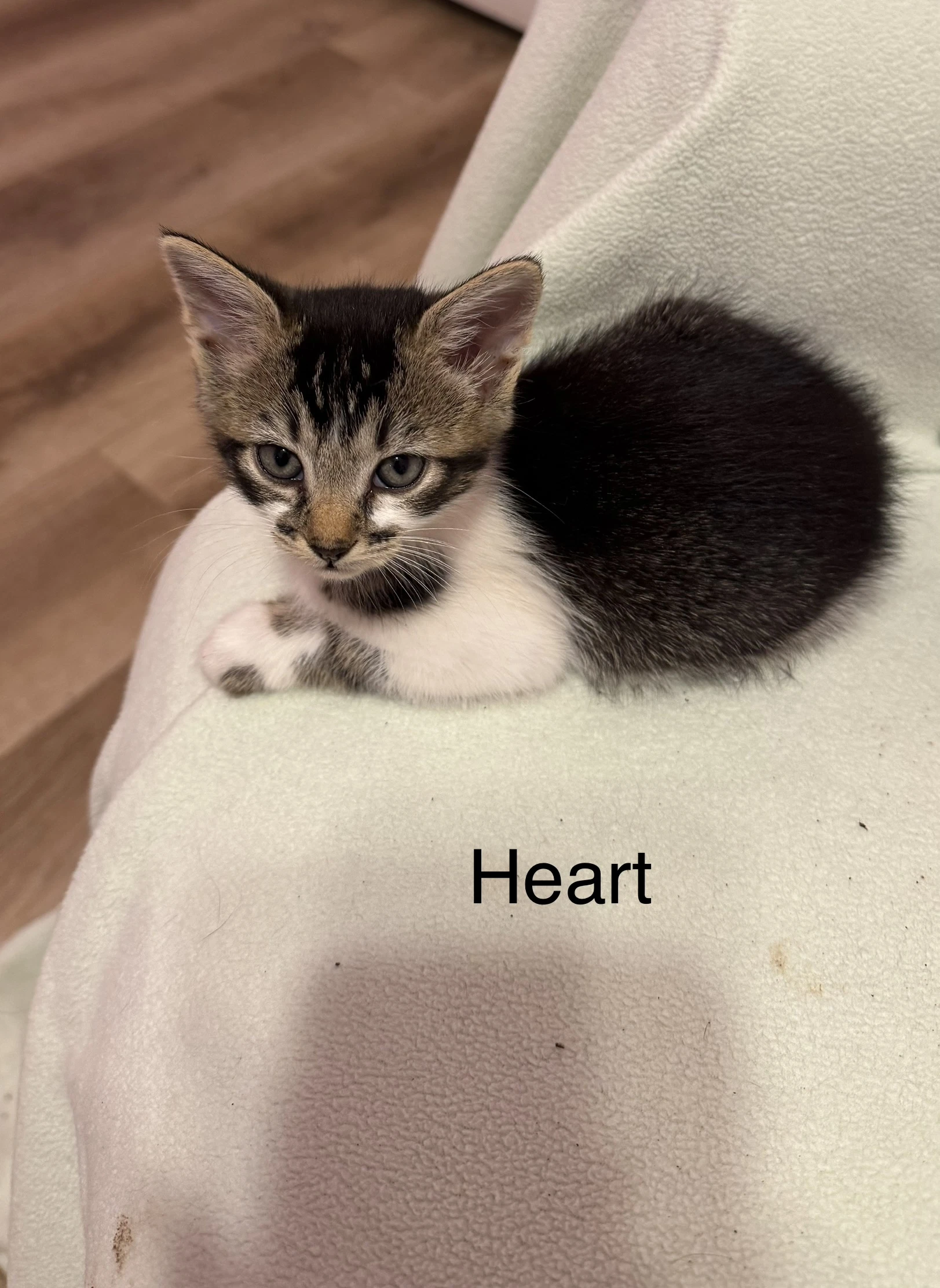 Heart