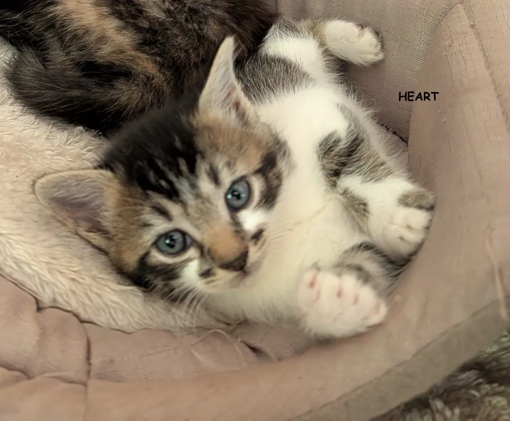 Heart image 3