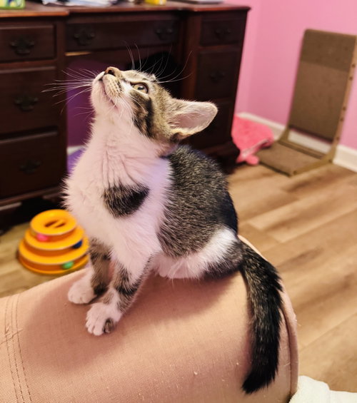 Heart, Tabby / Domestic Short Hair / Mixed (short coat)
