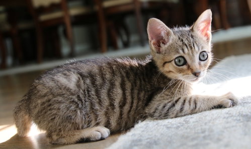 Bugsy, a cat for adoption from CatRangers