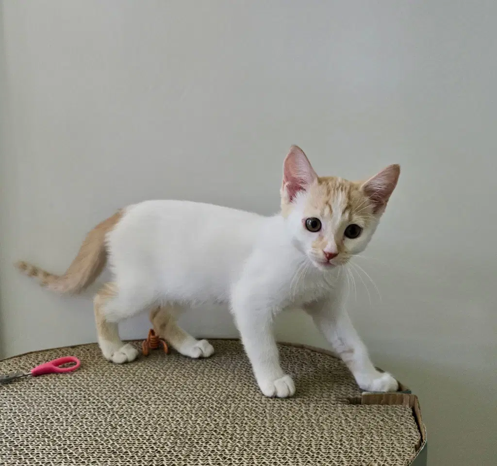 Yuzu - Domestic Short Hair