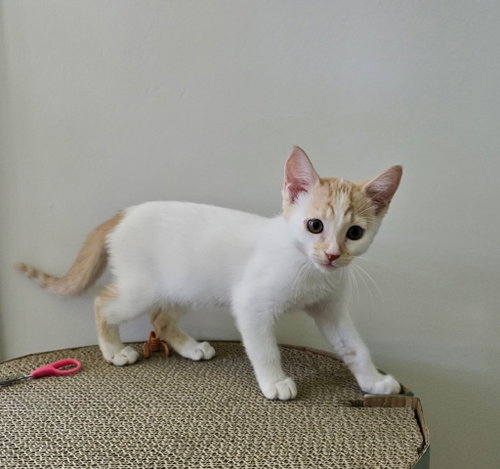 Yuzu, a cat for adoption from CatRangers