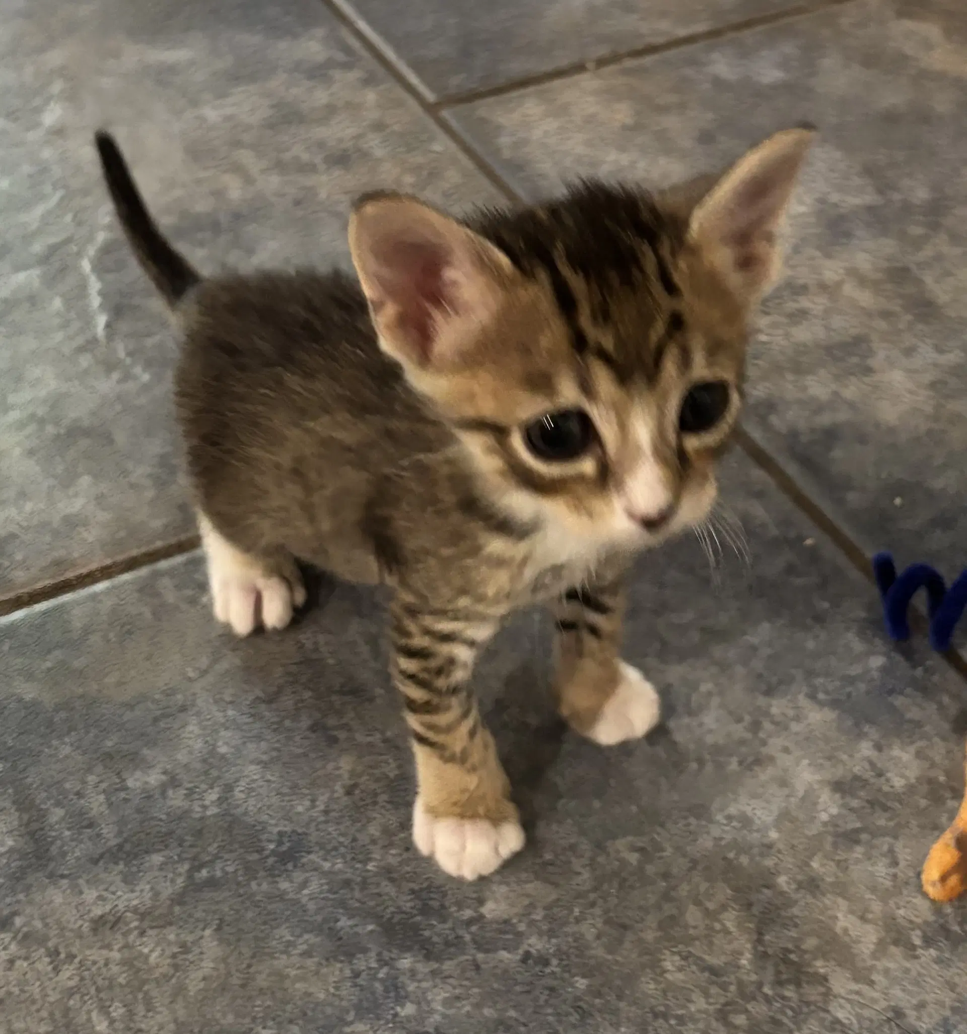 Gyozolo - Tabby