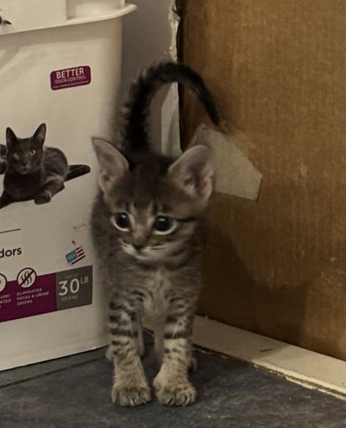 Mochi, a cat for adoption from CatRangers