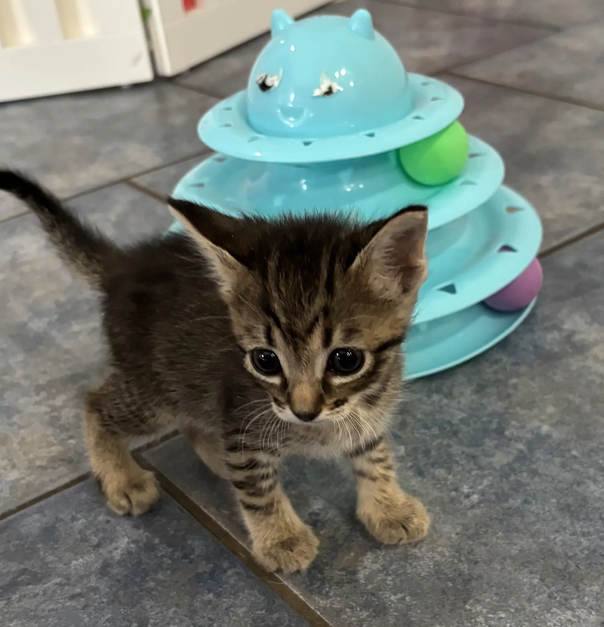 Ramen - Tabby