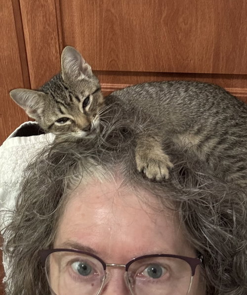 Ramen, Tabby / Domestic Short Hair / Mixed (short coat)