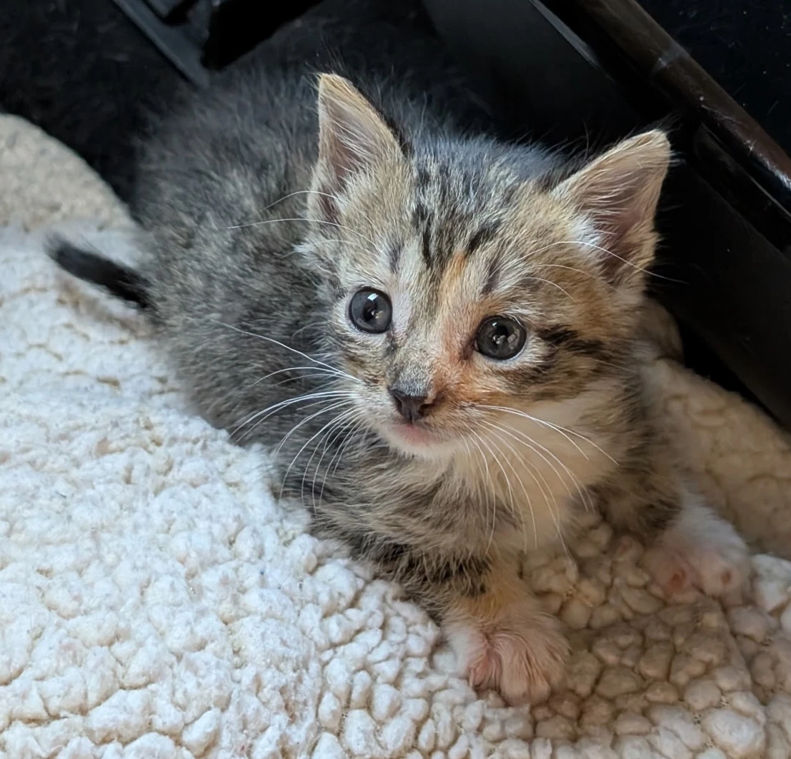 Jungle Jane