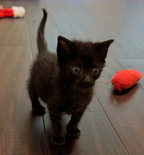 Tarzan