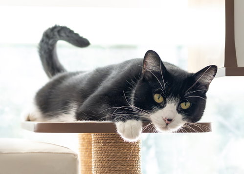 Mylo, a cat for adoption from CatRangers