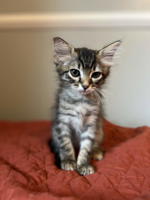 Cher, a cat for adoption from CatRangers
