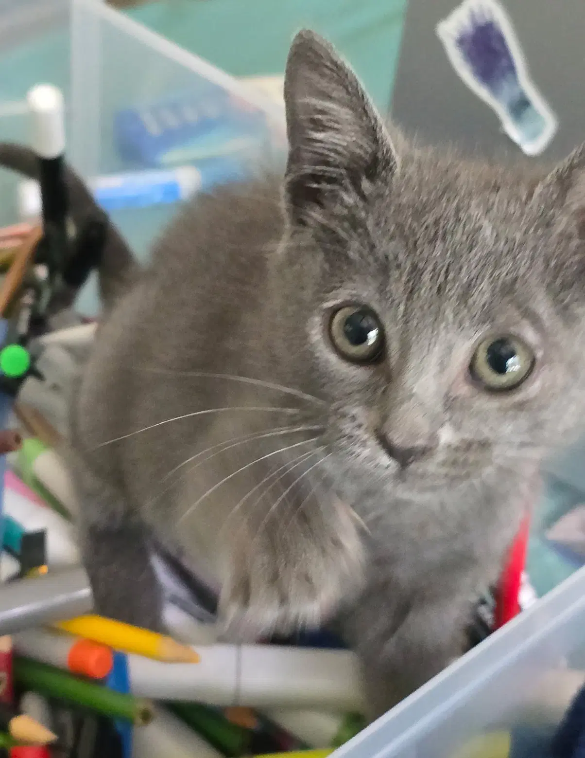 Monsoon - Russian Blue