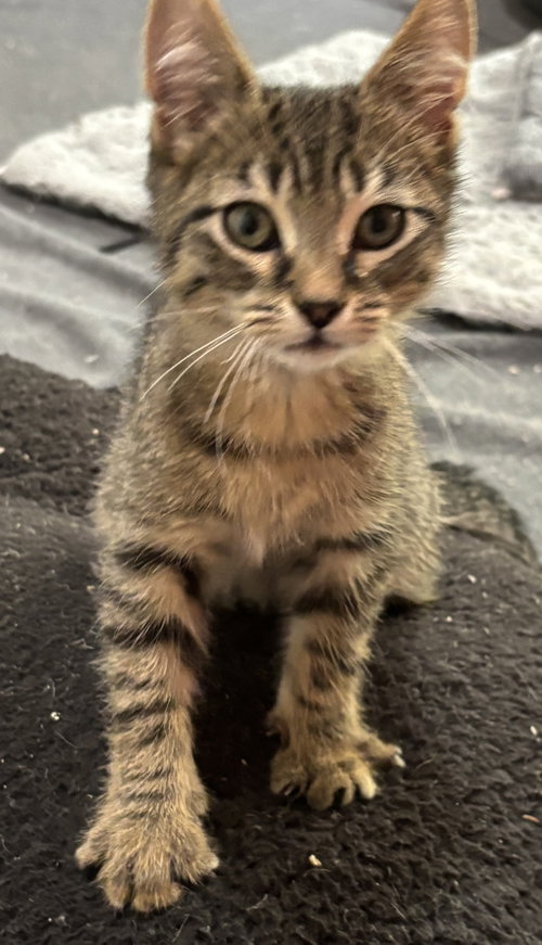 Horangi, Tabby / Domestic Short Hair / Mixed (short coat)
