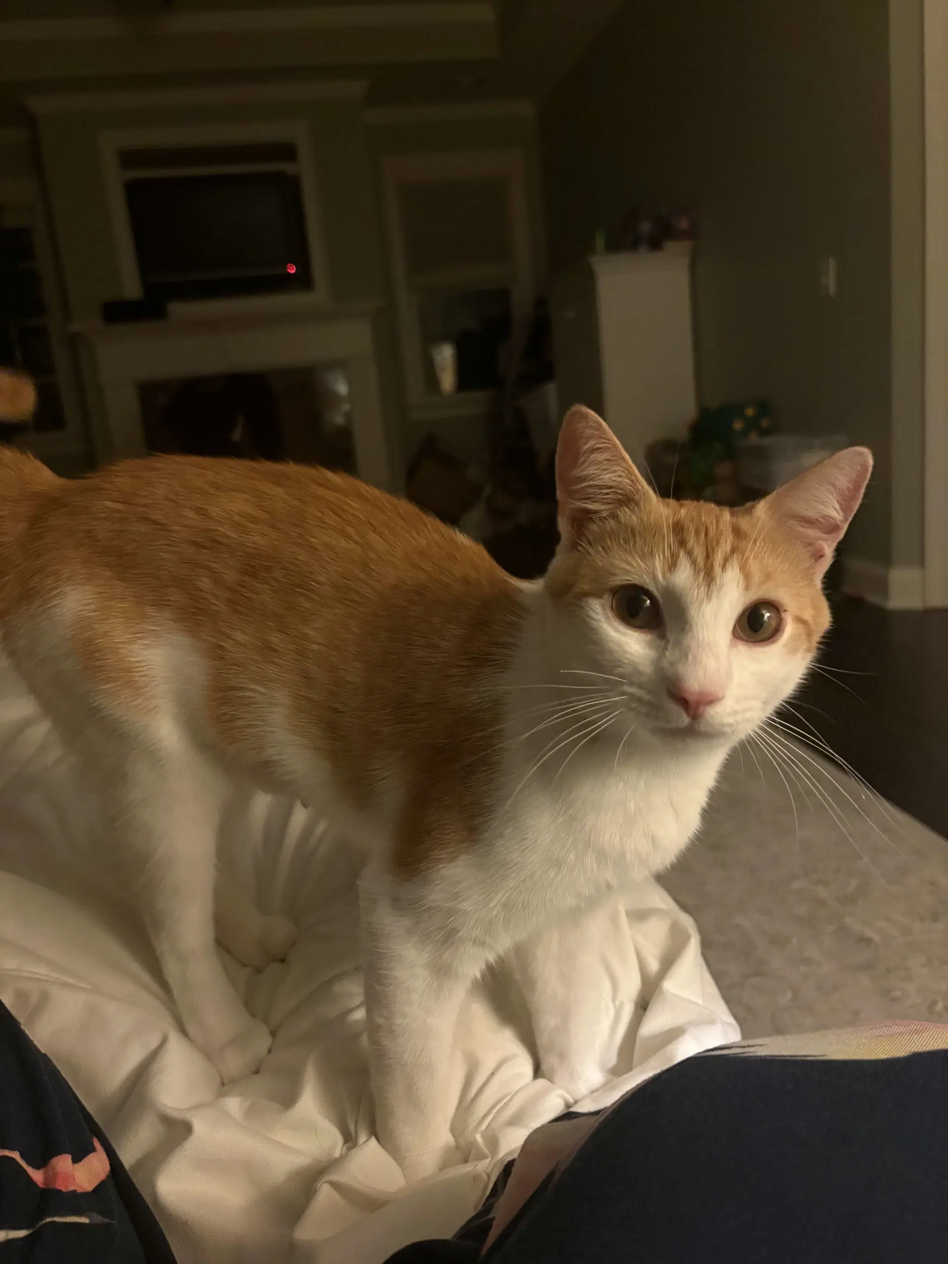 Dailyn - Domestic Short Hair