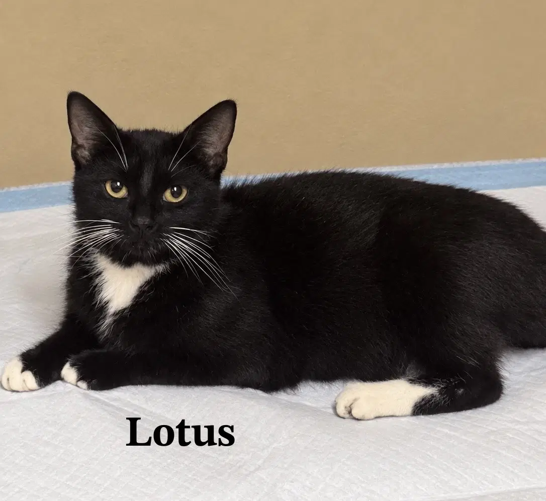 Lotus - Tuxedo