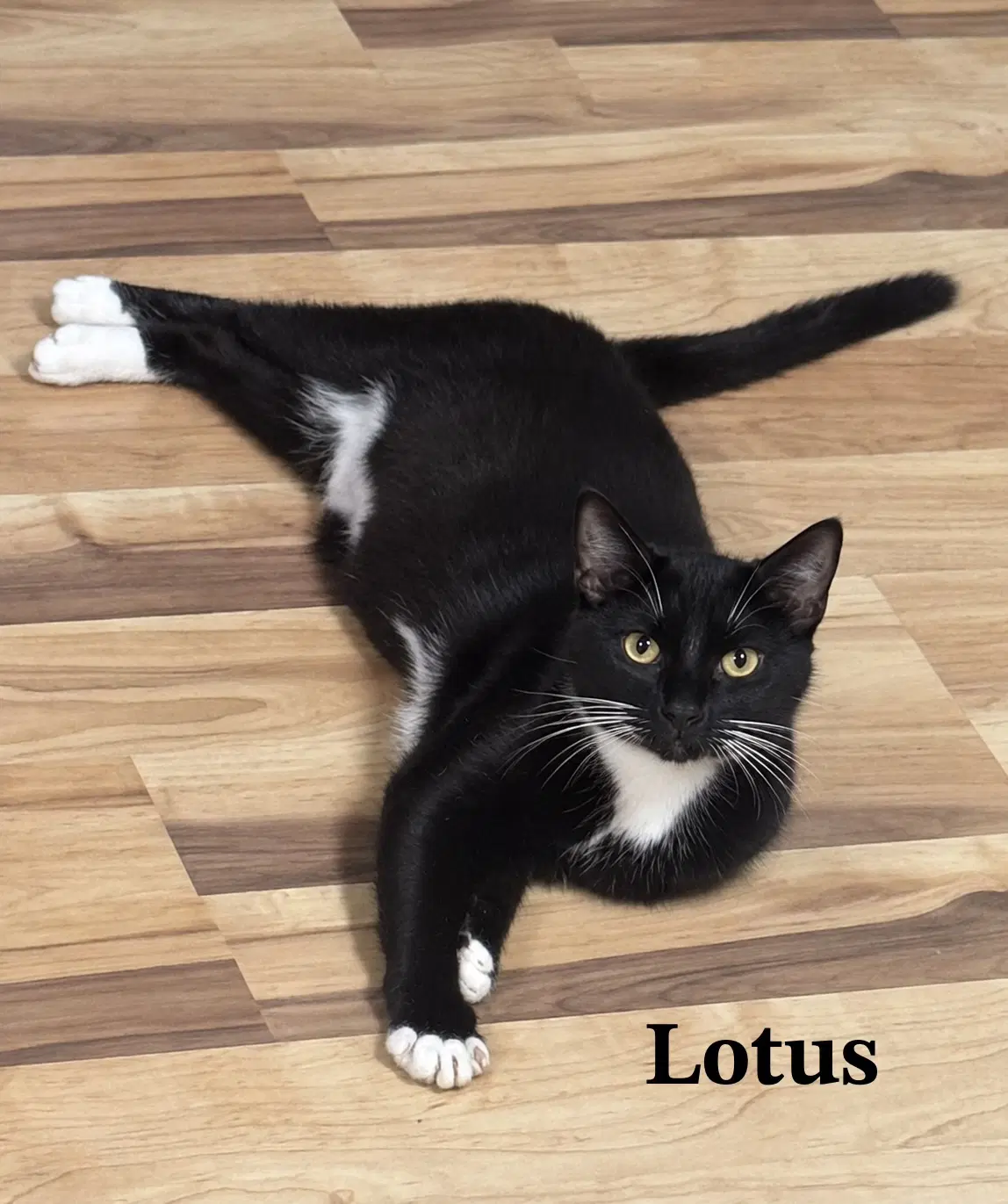Lotus image 2